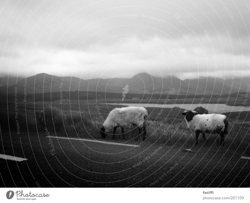 hot sheep Water Clouds Bushes Animal Sheep 2 Stand Northern Ireland Calm Far-off places Wooly Fog Unclear Street Lake Pasture Meadow Loneliness To feed Mountain