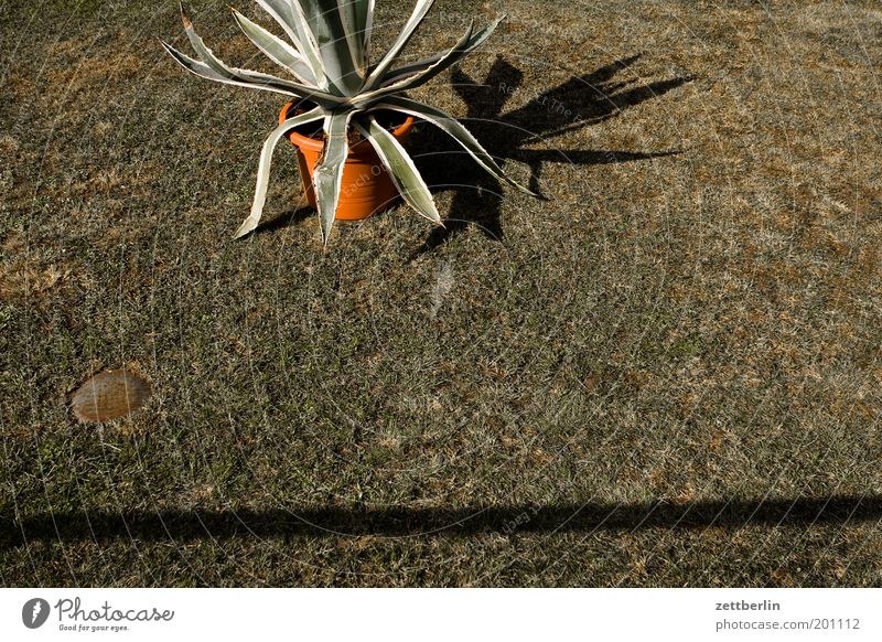 Cactus without inscription Aloe Plant Palm tree Front garden Grass Lawn Grass surface Meadow Pot Flowerpot Pot plant Shadow Living or residing Garden Line