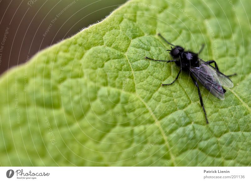 good spot Fly Wing Black Leaf Green Plant Legs Structures and shapes Rachis Leaf green Nature marsh mosquito Detail Macro (Extreme close-up) Deserted