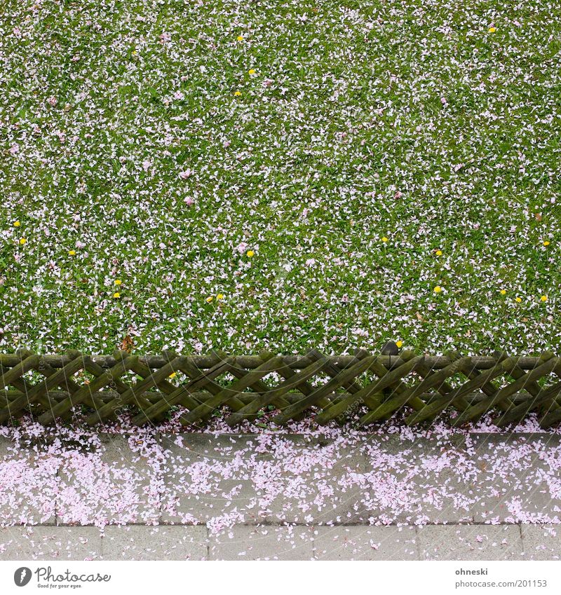 precipitation Environment Nature Plant Spring Grass Blossom Cherry blossom Garden Meadow Fence Lanes & trails Sidewalk Pink Joy Happy Joie de vivre (Vitality)