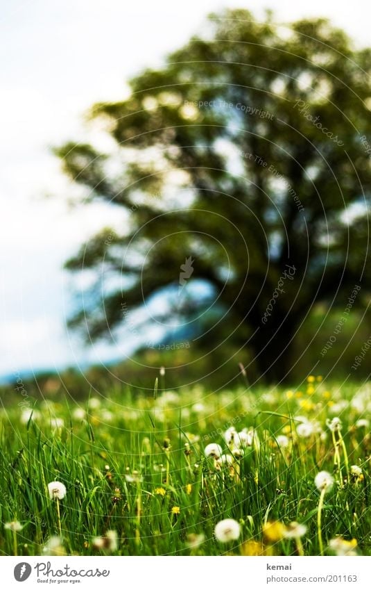 Meadow with dandelion and tree Environment Nature Landscape Plant Sun Spring Summer Climate Beautiful weather Warmth Tree Flower Grass Blossom Foliage plant
