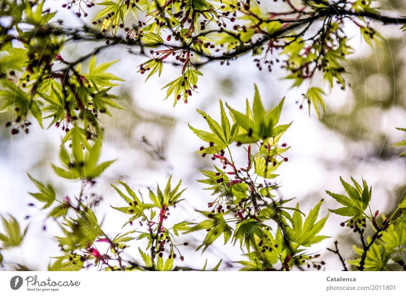 Spring awakening, spring maple branches Nature Plant Sky Tree Leaf Maple tree Garden Park Blossoming Hang Growth Esthetic Elegant Brown Green Violet Pink Moody