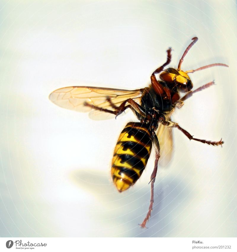 "how big can she...? HOLY SHIT!" Animal Wild animal Wing 1 Threat Large Creepy Near Yellow Black White Fear Dangerous Respect Insect Wasps Hornet Hymenoptera