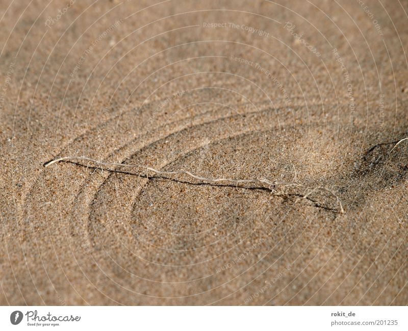 grinding marks Drought Grass Root Coast Beach Bay Ocean Movement Gloomy Dry Sand Sanddrift Grain of sand Wind Claw mark Scratch Wind direction Circular Circle