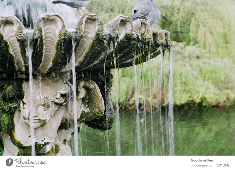 Hyde Park Fountain Relaxation Dream Exceptional Authentic Free Beautiful Colour photo Exterior shot Copy Space right Dawn Central perspective Well Water Pigeon