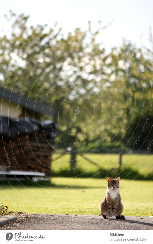 hunting ground Nature Animal Pet Cat 1 Observe Discover Looking Sit Green Attentive Watchfulness Calm Curiosity Interest Timidity Mistrust Expectation