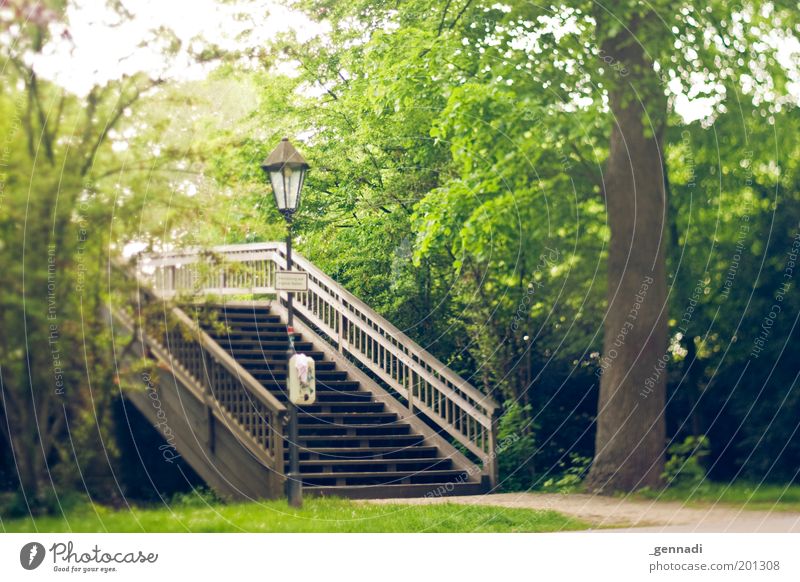 Oh happy day Environment Nature Plant Tree Bridge railing Höxter To enjoy Colour photo Exterior shot Experimental Deserted Shallow depth of field