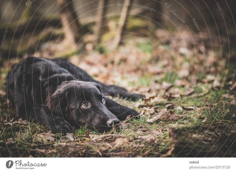 Paula Pt.2 Nature Plant Earth Forest Pet Dog Animal face Pelt 1 Observe Lie Calm Black Labrador retriever Leaf Grass Paw Break Colour photo Exterior shot