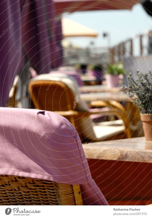 Rosa Strandcafe I Vacation & Travel Summer Summer vacation Beautiful weather Plant Brown Green Pink Table Chair Backrest Row of chairs Overlay Beach café