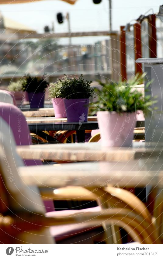 Rosa Strandcafe II Vacation & Travel Summer Summer vacation Plant Foliage plant Brown Violet Pink Table Chair Beach café Relaxation Flowerpot