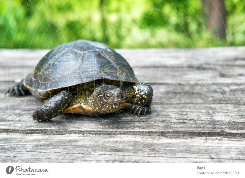 Big turtle on old wooden desk Exotic Summer House (Residential Structure) Garden Desk Table Nature Animal Sunlight Spring Tree Grass Park Meadow Forest Pet 1
