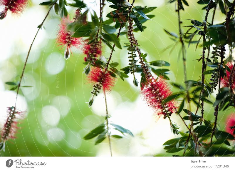 bottlebrush flower against the light Flower Brush Red Bright red Green Greeny-red Hanging Wind Leaf Plant Tree Nature Callistemon Bushes brush like Stamen