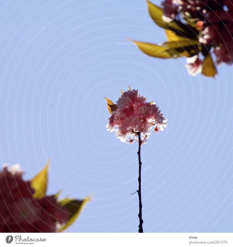 nuclear family Cherry ornamental niches Spring Blossom Plant Tree Sky Branch Twig Pink Depth of field Blur Exterior shot Back-light Protection Testing & Control