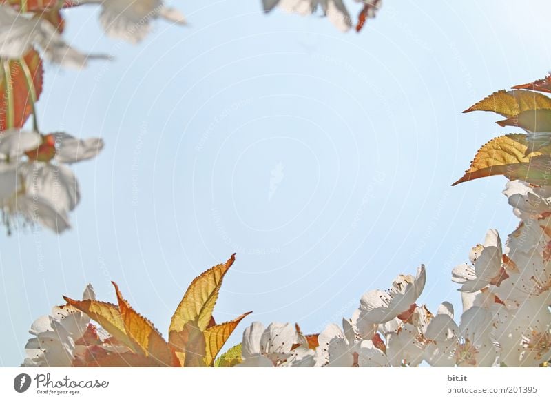 Spring greetings 3 Nature Plant Air Sky Cloudless sky Leaf Blossom Blossoming Kitsch Blue Gold White Cherry tree Cherry blossom Wreath Bordered Frame