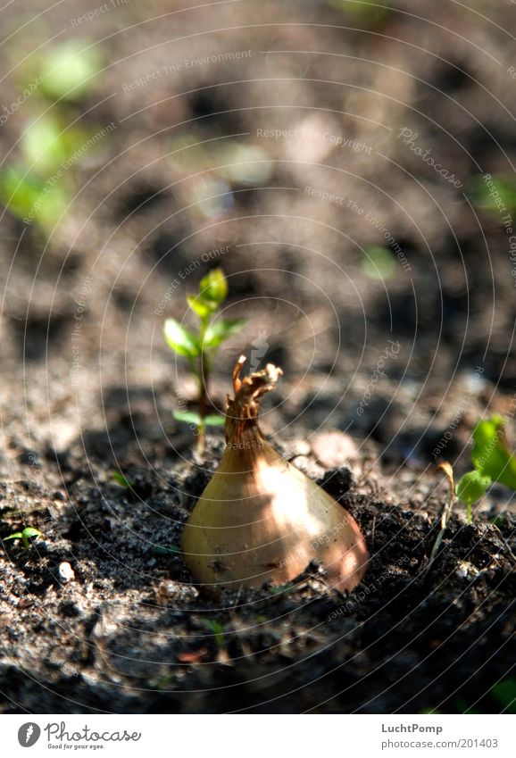Onion Agriculture Extend Stick out Look out Garden Gardening Growth Flourish Brown Earth Plant Onion skin Light and shadow Sunlight Fresh Ground Sprout Harvest