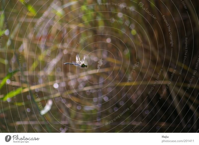 Dragonfly in flight Nature Animal Summer Pond Wild animal 1 Movement Natural Speed Blue Brown Green Watchfulness Longing Loneliness Elegant Freedom Mysterious