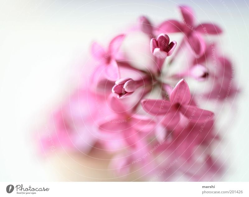 a hint of nothing Nature Spring Summer Plant Flower Pink Delicate Soft Lilac Blossom leave Colour photo Interior shot Blur Deserted Violet Fragrance Close-up