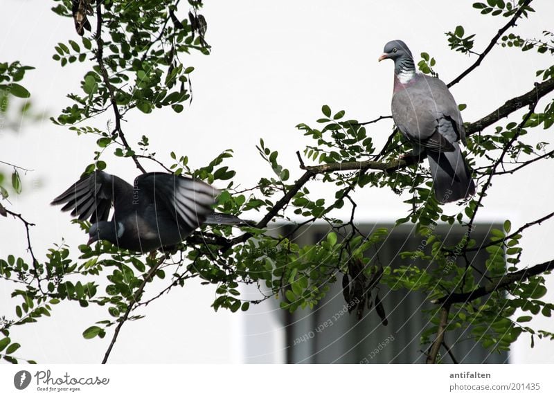 Scenes of a marriage Environment Nature Animal Beautiful weather Tree Leaf Wall (barrier) Wall (building) Window Backyard Bird Pigeon Animal face Wing Claw 2
