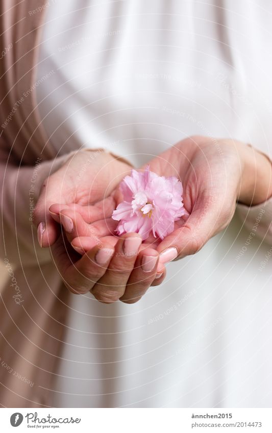 Delicate Bright Blossom Hand Love Friendliness Harmonious Pink White Nature To hold on Protection Human being Relaxation Flower Plant Jacket Woman