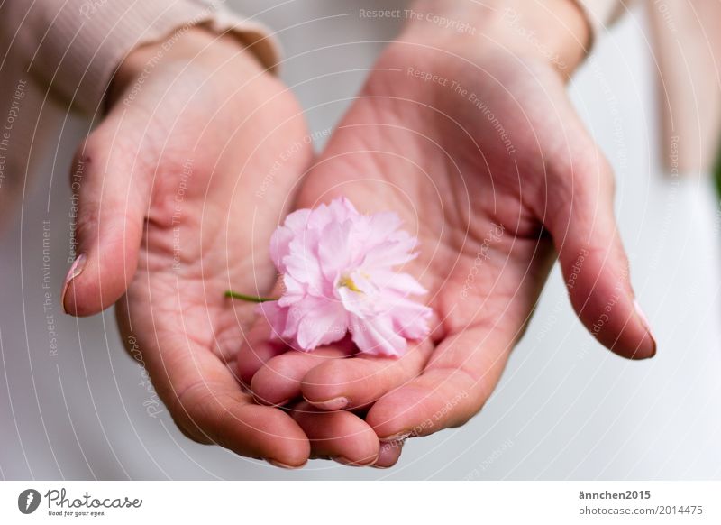 blossom Blossom To hold on Pink Flower Cherry blossom Hand Protect powdery Pastel tone Delicate Love