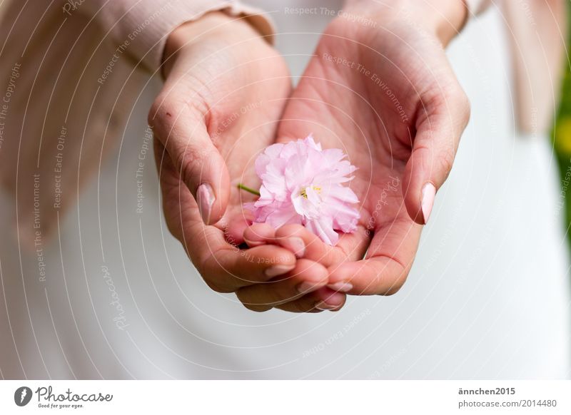 Protect Blossom To hold on Pink Flower Cherry blossom Hand powdery Pastel tone Delicate Love