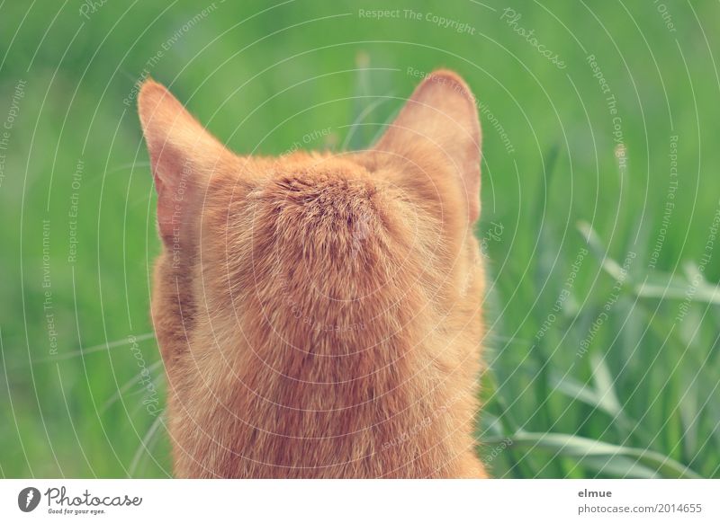 two-eared hangover Pet Cat Select Observe Discover Wait Cuddly Astute Near Curiosity Orange Red Anticipation Willpower Attentive Elegant Concentrate Ear Pelt