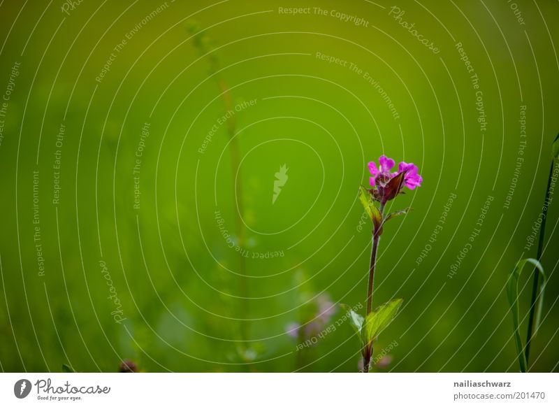 spring flower Environment Nature Plant Spring Summer Beautiful weather Flower Grass Blossom Meadow Esthetic Fragrance Green Violet Pink Moody