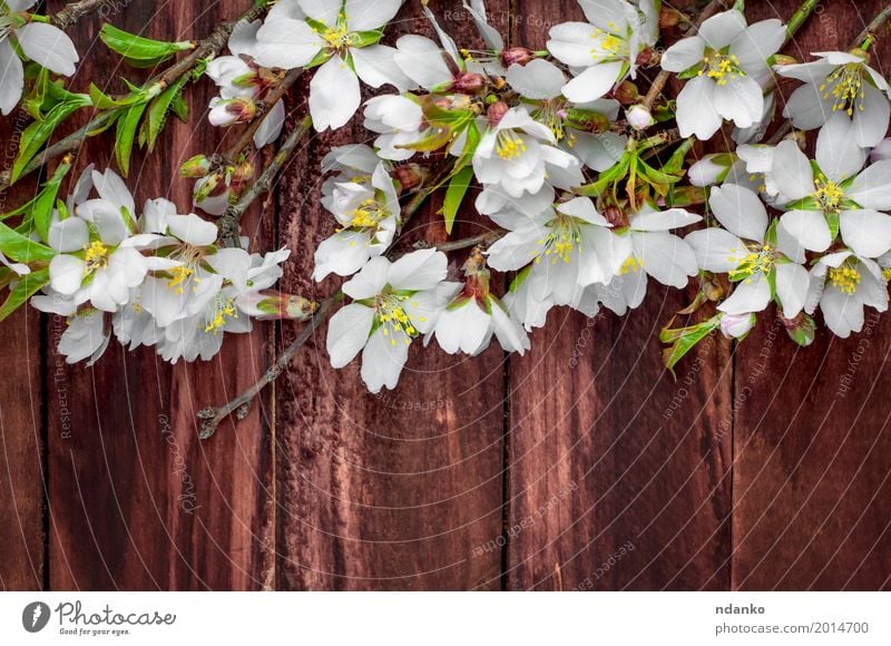 Flowering almond branches on a brown wooden surface Fruit Beautiful Table Nature Plant Tree Leaf Blossom Bouquet Wood Fresh Natural Retro Brown Pink White
