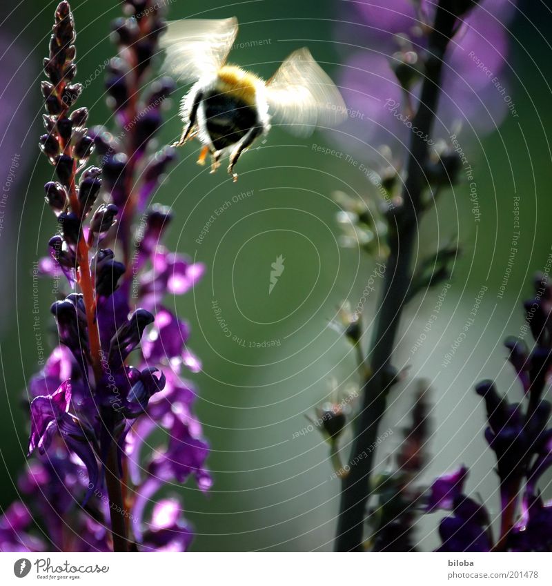 They're flying again Plant Animal Blossom Garden Bee Wing 1 Gold Green Violet Buzz Hover Flying Diligent Summer Colour photo Motion blur Flower Deserted