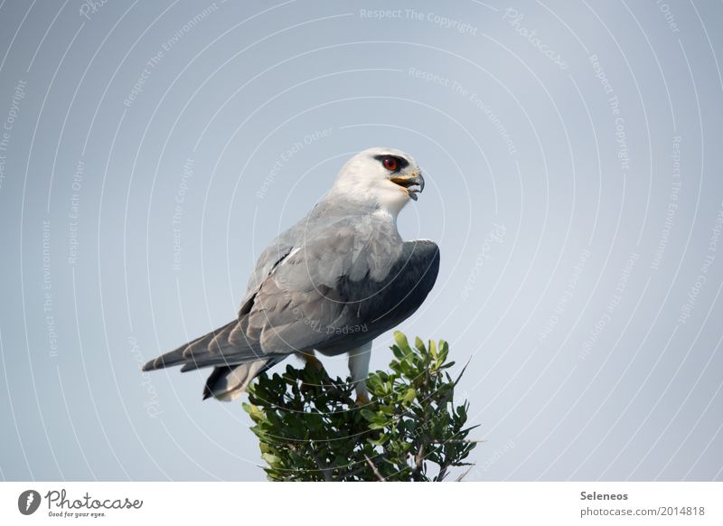 With Argus Eyes Safari Expedition Environment Nature Cloudless sky Tree Treetop Animal Wild animal Bird Animal face Wing Bird of prey Goshawk Hawk eye Beak 1