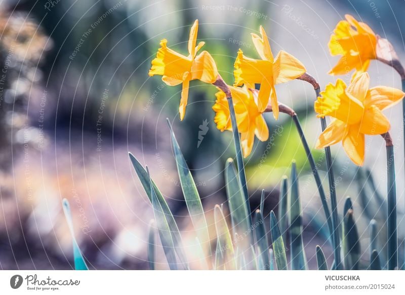 Beautiful daffodils in the garden - a Royalty Free Stock Photo