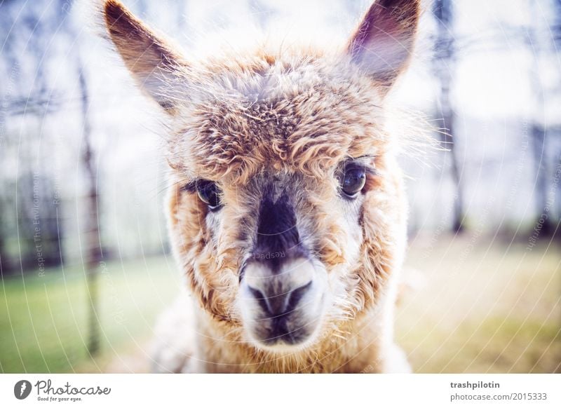 alpaca Animal Pet Farm animal Wild animal Animal face Pelt Zoo Petting zoo Alpaca 1 Cuddly Cute Joie de vivre (Vitality) Colour photo Exterior shot Blur