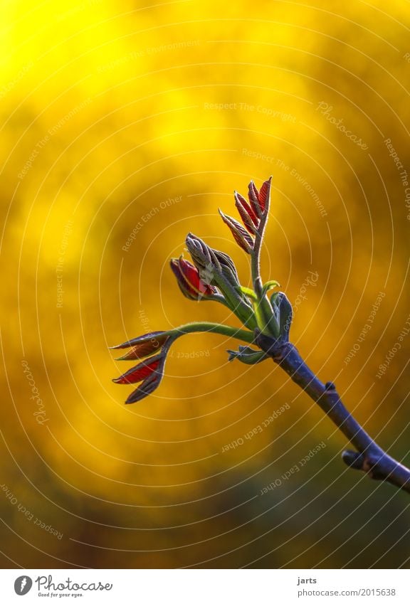 wax Nature Plant Spring Beautiful weather Tree Leaf Growth Fresh Natural Power Serene Patient Calm Hope Walnut leaf Common walnut Colour photo Multicoloured