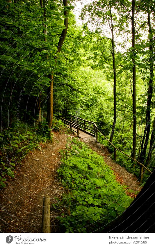 fairytale forest Harmonious Well-being Contentment Relaxation Calm Fragrance Environment Tree Grass Bushes Moss Ivy Fern Forest Hill Discover Innsbruck Bridge