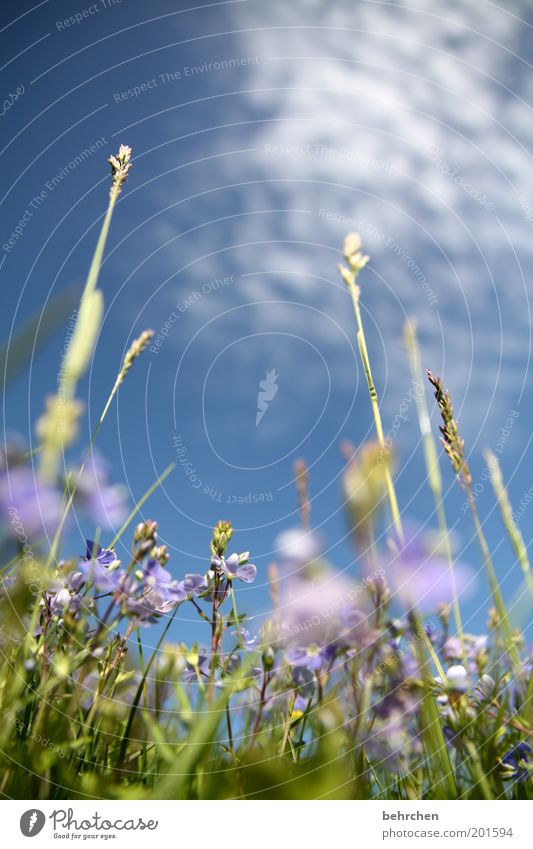 Veronica, lenz is here. Nature Plant Sky Clouds Spring Summer Beautiful weather Flower Grass Blossom Meadow Field Blossoming To enjoy Dream Contentment Patient