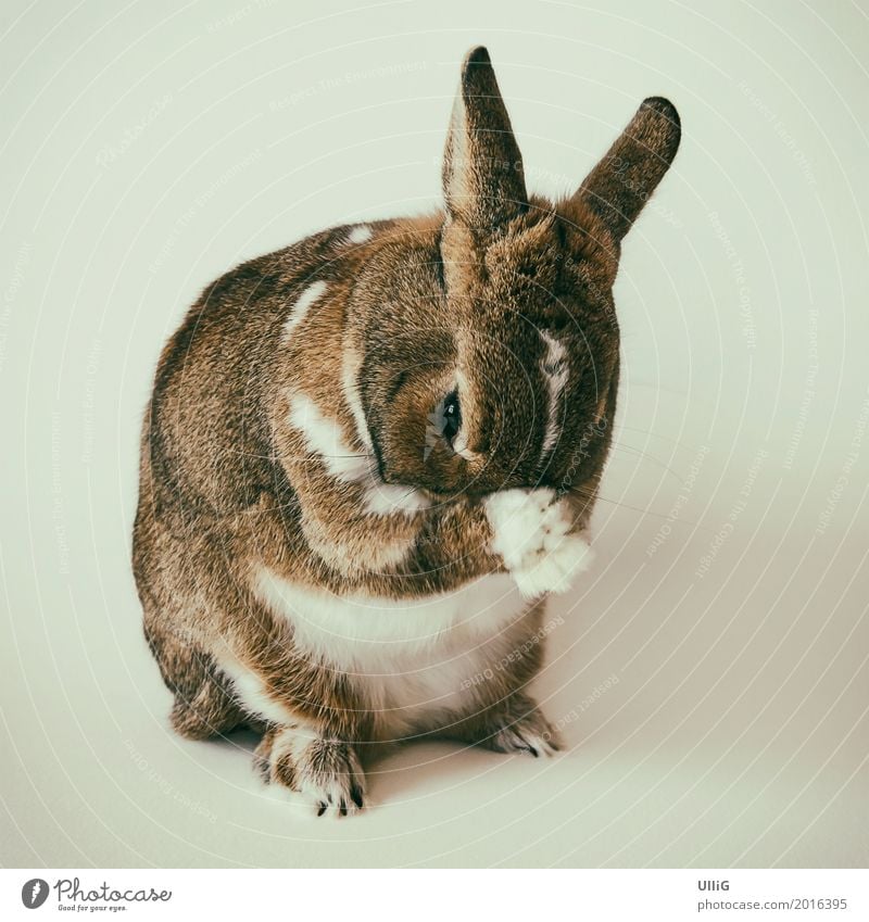 Rabbit, bunny, Easter bunny Animal Pet Animal face Pelt Paw 1 Considerate Identity Uniqueness Personal hygiene gnothimage Hare & Rabbit & Bunny Easter Bunny