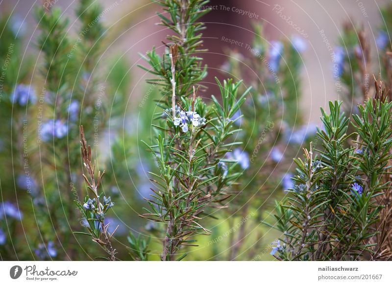 rosemary Environment Nature Plant Agricultural crop Rosemary Garden Blue Green Violet Colour photo Multicoloured Exterior shot Close-up Detail Deserted Day