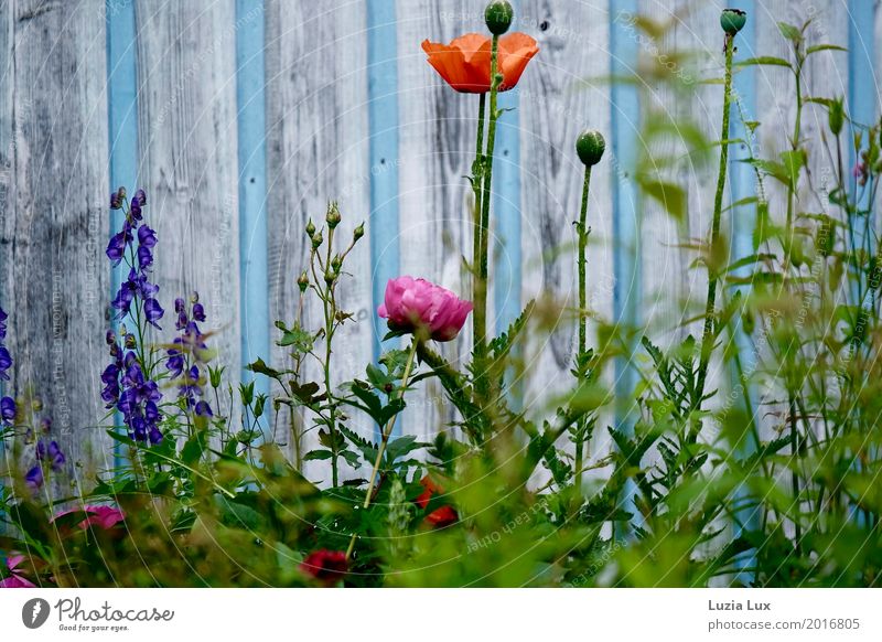 Summer flowers, with sky blue Garden Plant Spring Beautiful weather Flower Blossom Wall (barrier) Wall (building) Blue Multicoloured Spring fever variegated