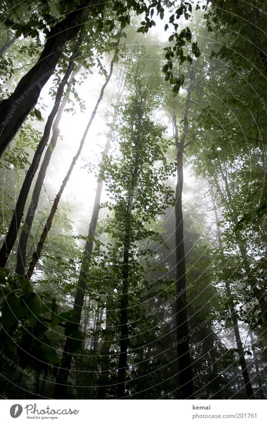 trees in the fog Environment Nature Landscape Plant Sunlight Spring Climate Weather Bad weather Fog Rain Tree Foliage plant Wild plant Branch Twig Branchage