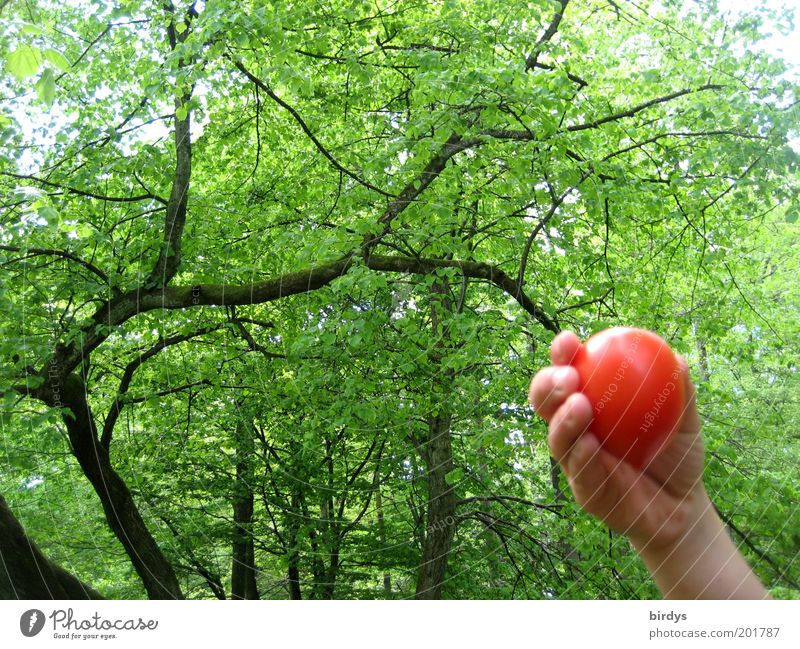 wild tomato Fruit Hand 1 Human being Nature Beautiful weather Forest Juicy Green Red Colour Idyll Indicate Contrast Tree Tomato Pick Harvest Mature