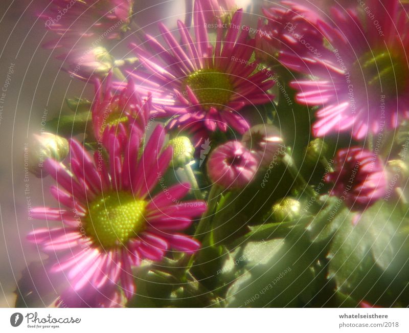 flowers Flower Pink Fisheye Nature blur