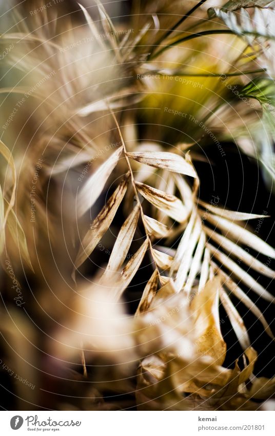 once upon a time Plant Foliage plant Pot plant Palm frond Palm tree Faded Old Broken Shriveled Dried Droop Drought Dry plant care Green thumb Colour photo