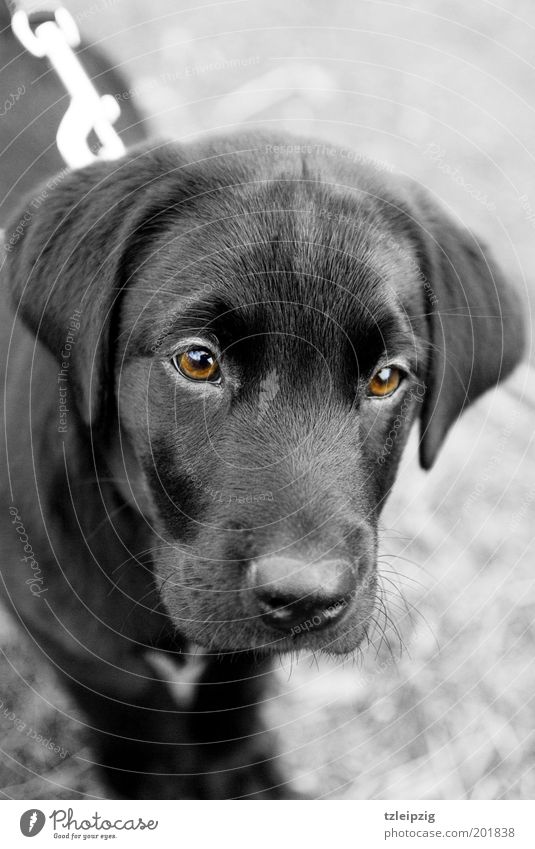 Look me in the eye. Animal Dog 1 Baby animal Loyal Sympathy Curiosity Discover Trust Labrador Puppy Brown eyes Colour photo Black & white photo Exterior shot