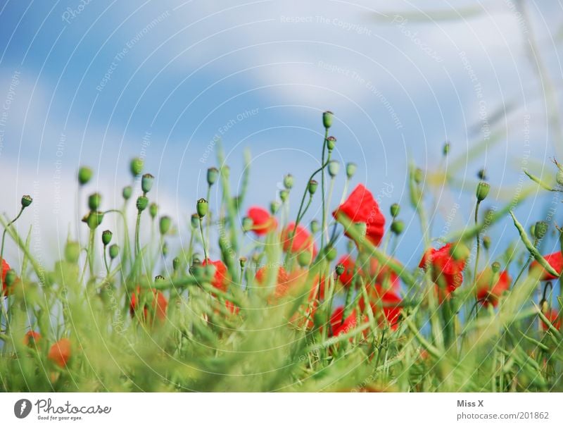 poppy Nature Plant Summer Beautiful weather Flower Grass Blossom Agricultural crop Garden Meadow Fragrance Multicoloured Drug addiction Agriculture