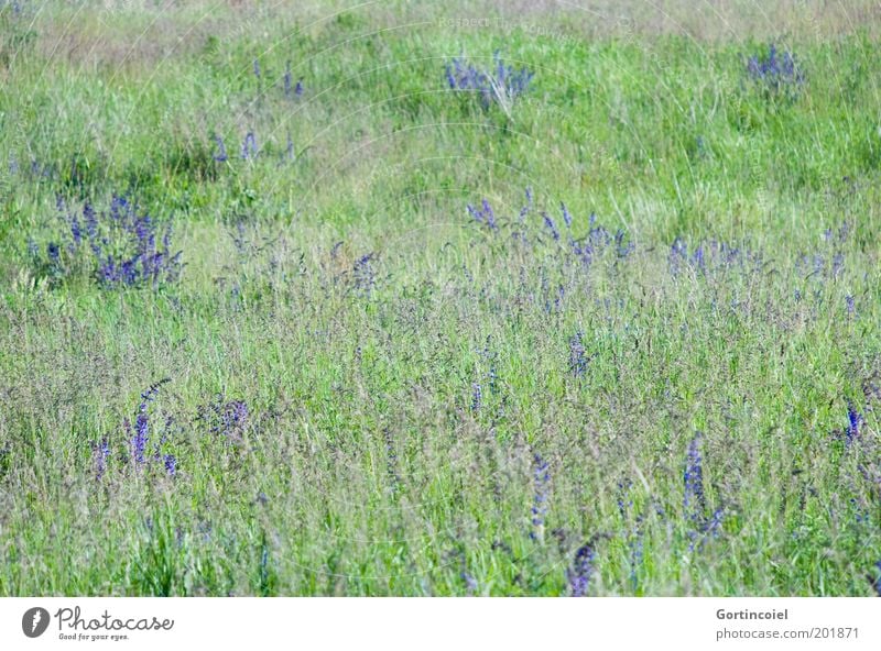 summer meadow Environment Nature Landscape Plant Spring Summer Beautiful weather Flower Grass Blossom Meadow Green Violet Flower meadow Nature reserve Habitat