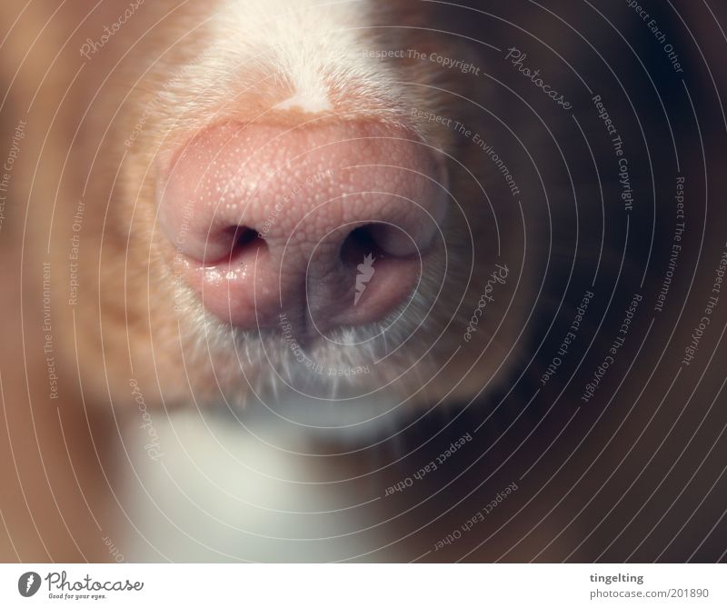 I can smell you good... Animal Pet Dog Animal face Pelt Snout Dog's snout 1 Clean Soft Brown Pink Red White Odor Near Colour photo Subdued colour Detail