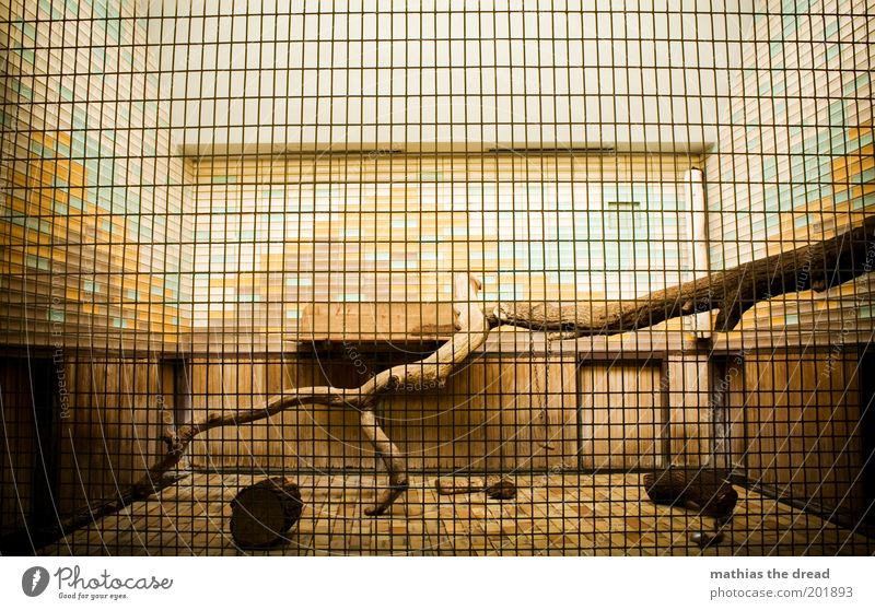 live better Zoo Sharp-edged Cage Captured Grating Tree trunk Small Narrow Gloomy Tile Colour Empty flown out cat house Room Enclosure Colour photo Multicoloured