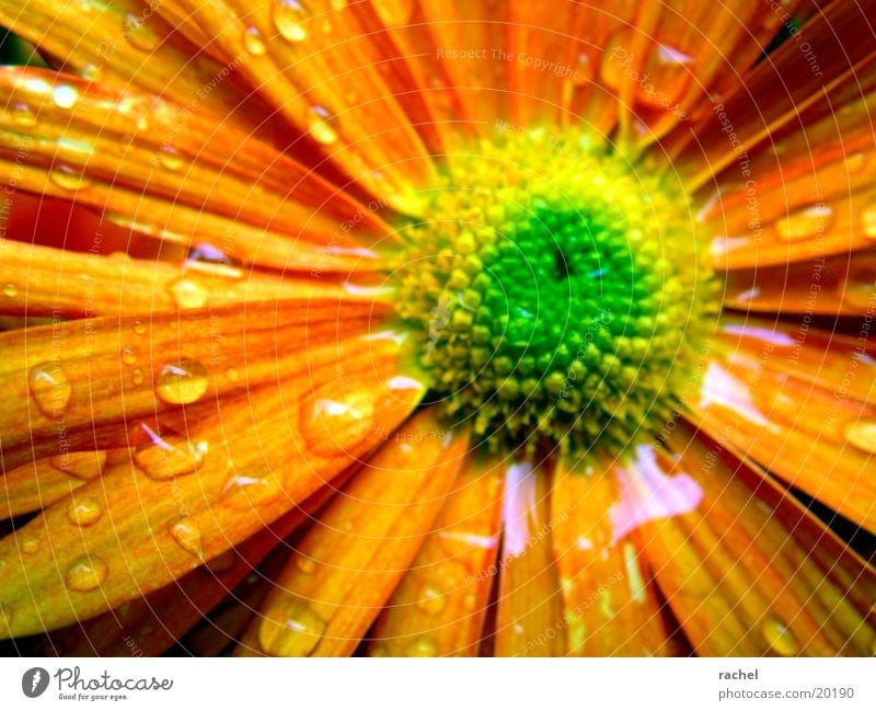 after rain (before frost) Flower Blossom Green Yellow Blur Autumn Plant Rain Water Drops of water Orange Macro (Extreme close-up) raindrop blurred