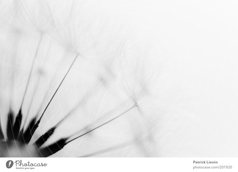just another dandelion Nature Dandelion Seed Distribute Black White Structures and shapes Small Plant Beautiful Fragile To plunge Gorgeous Black & white photo