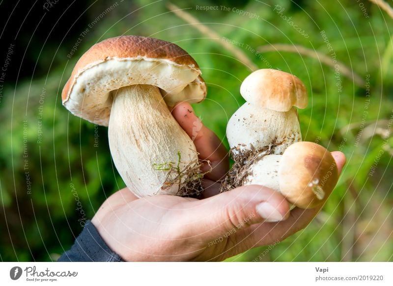 Edible fresh mushrooms boletus edulis in a hand Food Vegetable Eating Vegetarian diet Diet Summer Hand Fingers Nature Autumn Plant Wild plant Forest Fresh